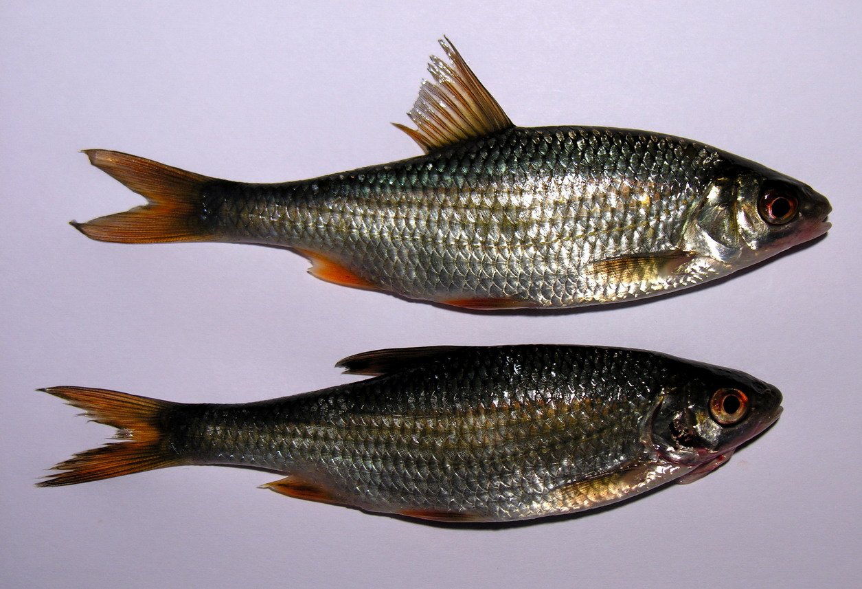 Kuojų auginimas tvenkinyje: praktinis gidas šeimininkui