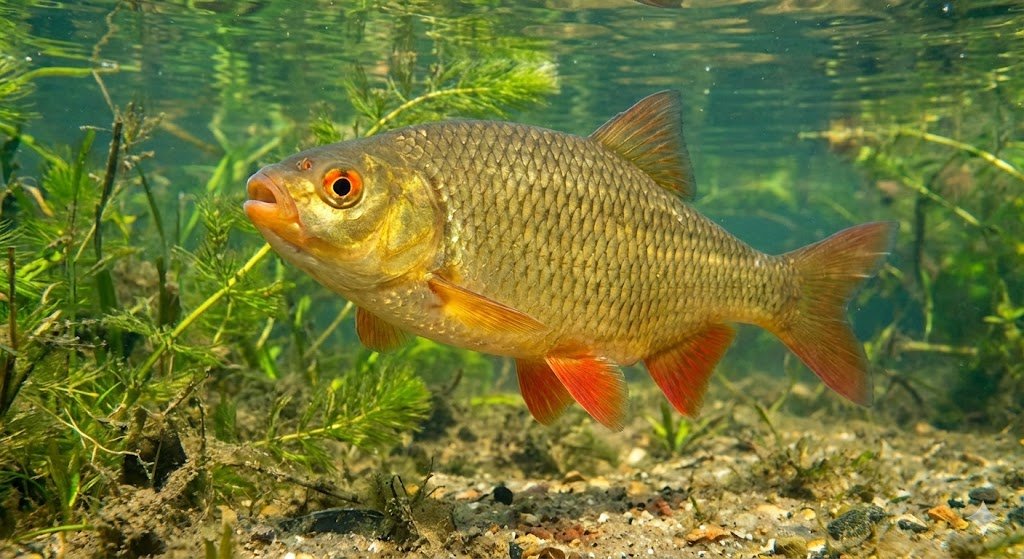 Paprastoji raudė plaukioja tarp tvenkinio augalų vasaros metu.