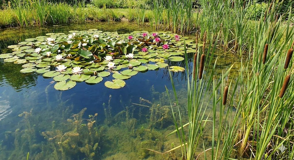 Vandens augalai: tvenkinio „žaliosios kepenys“ ir skaidraus vandens paslaptis